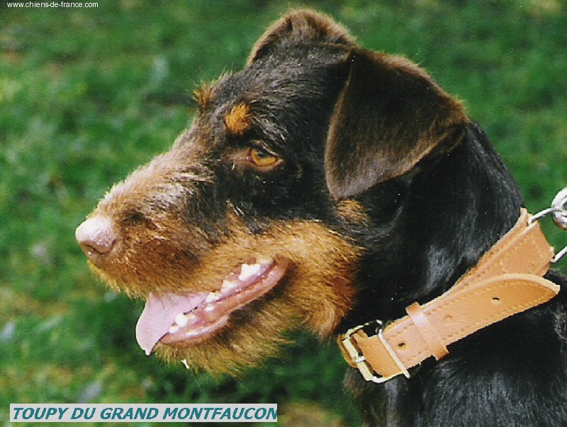 Les Terrier de chasse allemand de l'affixe du Grand Montfaucon