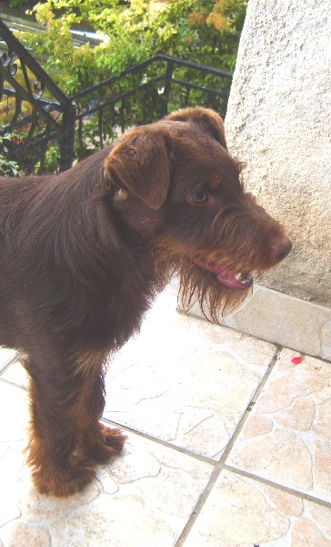 Droopy du Grand Montfaucon